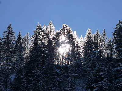 saulėtekio, žiemą, medžiai, morgenstimmung, Gamta, šaldymo, dangaus
