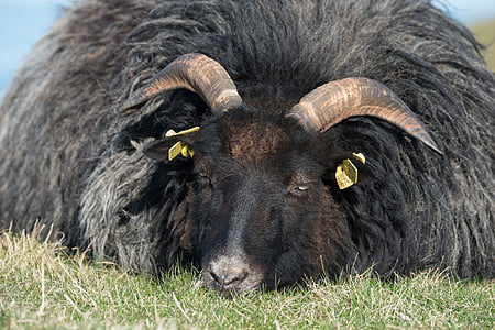 grey horned heidschnucke, heidschnucke, sheep, black, helgoland, oberland, horns