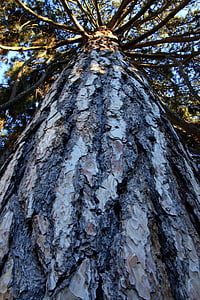 tree, trunk, pine tree, tree trunk, wood, nature, lumber