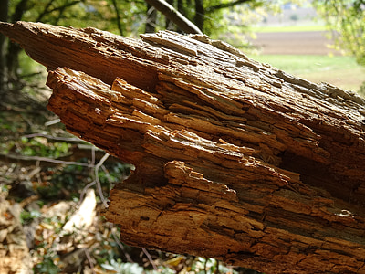 forest, tree, wood, morsch, nature, wood - Material, tree Trunk