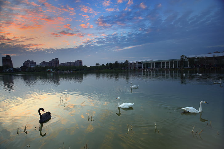 Swan, landskap, trädgårds expo, sjön, Wuhan, solnedgång, reflektion