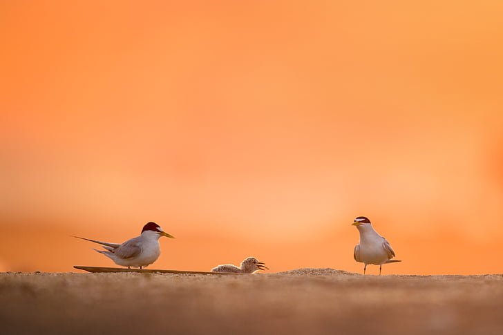 animal, avian, beach, bird, blur, dawn, daylight