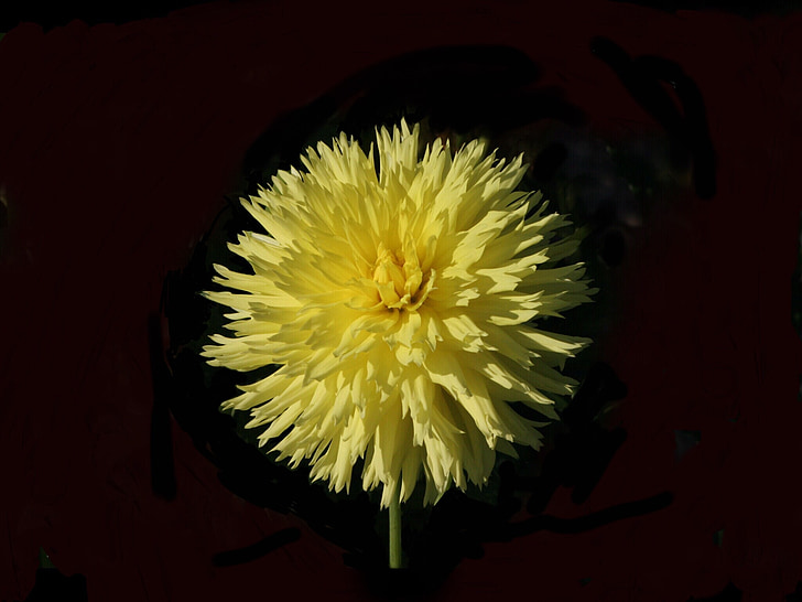 Dahlia, hissende fitz, gul, Cactus form, flænsede kronblade, på sort
