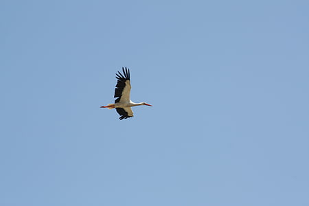 stork, sky, flight, birds