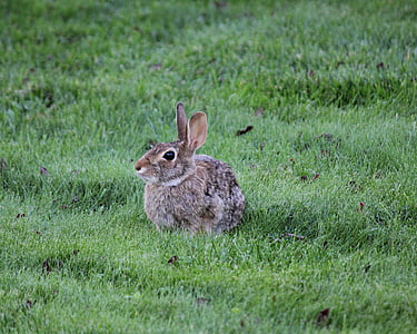 กระต่าย, กระต่าย, สัตว์, น่ารัก, อีสเตอร์, ขนยาว, หนานุ่ม