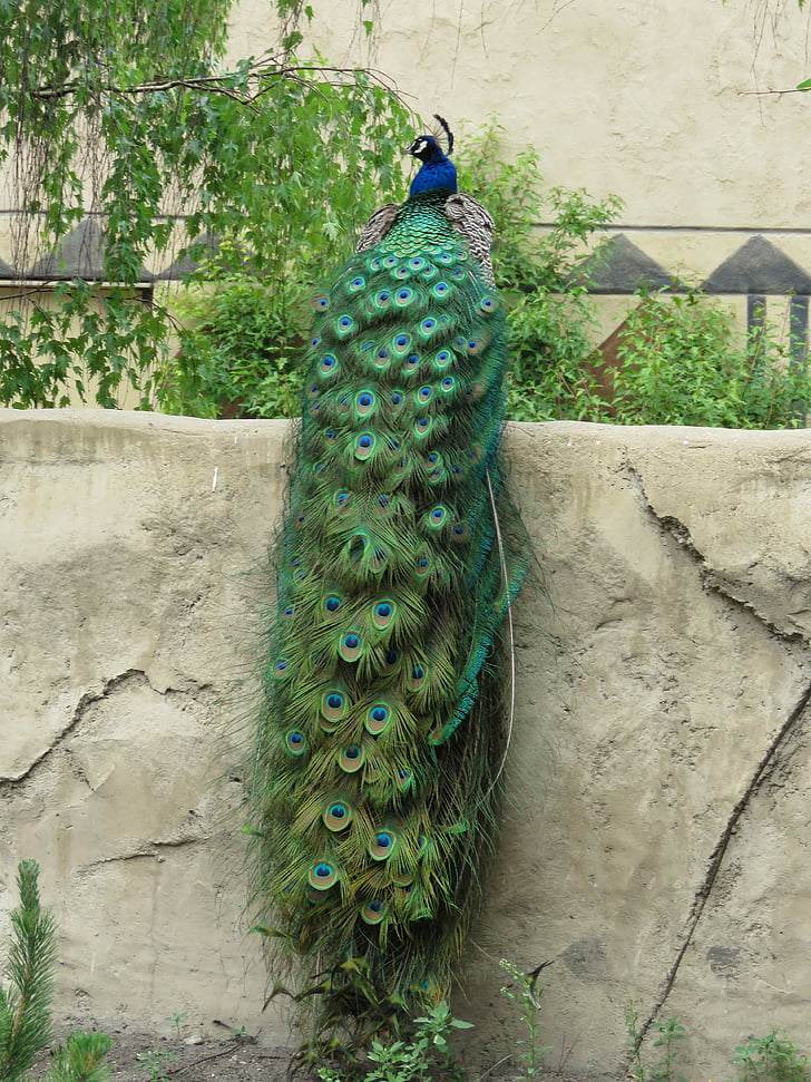 peacock, peafowl, plumage, bird, blue, feather, tail