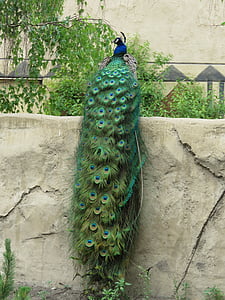 Peacock, peafowl, höyhenpeite, lintu, sininen, sulka, hännän