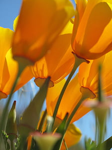 Kalifornia mak, vlčie maky, kvet, Orange, priesvitné, Kalifornia, Wildflower