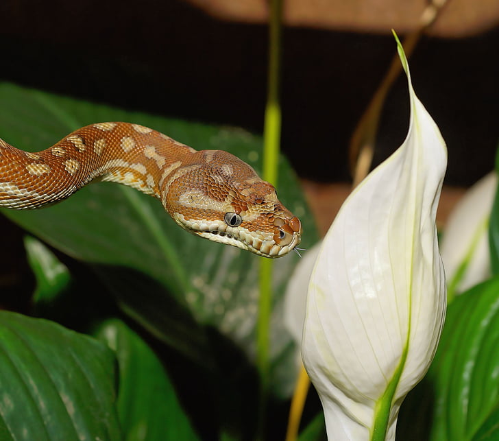 ular, karpet python, Morelia bredli, Diamond python, hewan liar, dunia hewan, alam
