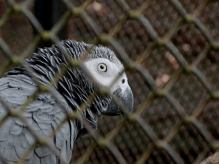 Африканский серый попугай, Psittacus erithacus, серый попугай, птица, Закопианска, Зоопарк, Кейдж