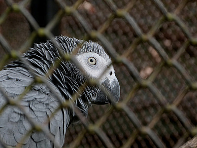 afrikanske grå papegøje, Psittacus erithacus, grå papegøje, fugl, zako, Zoo, bur