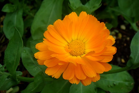Orange, blomma, kronblad, trädgård, våren