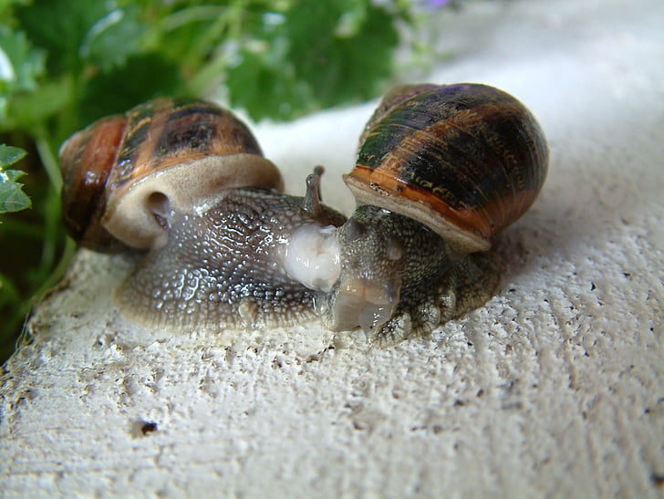 gastropod, sneglen, liten grå