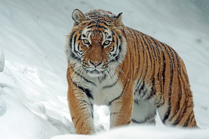 amurtiger, Szibériai, ragadozó, ragadozók, macska, tigris, veszélyes