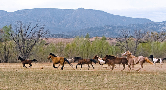 horse, equine, herd, stallion, ranch, equestrian, dom
