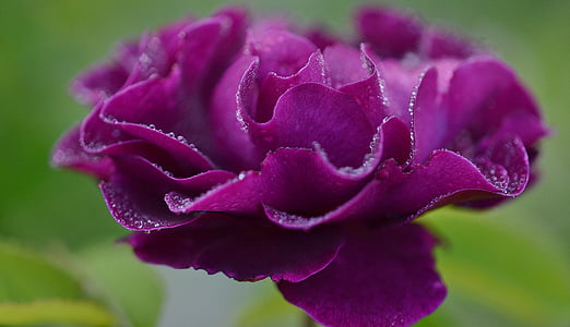 rose, purple, flower, nature, floral, plant, spring