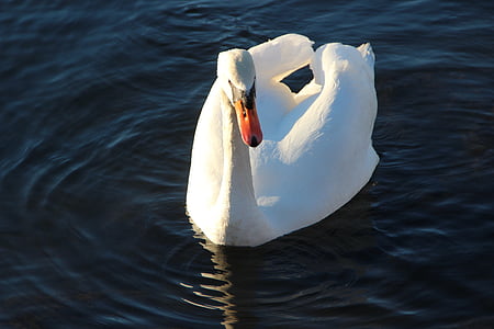 Swan, masculi, balz, înot, apa, pasăre, proiect de lege