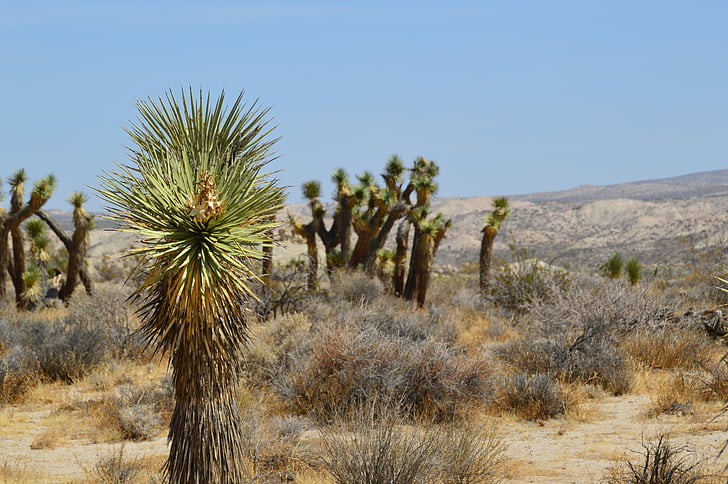 Parque Nacional, cactus, América, Estados Unidos, naturaleza