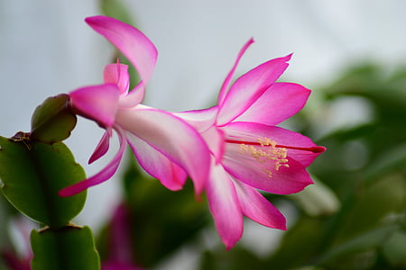 christmas cactus, easter cactus, house cactus, schlumbergera, close-up, pink, flower