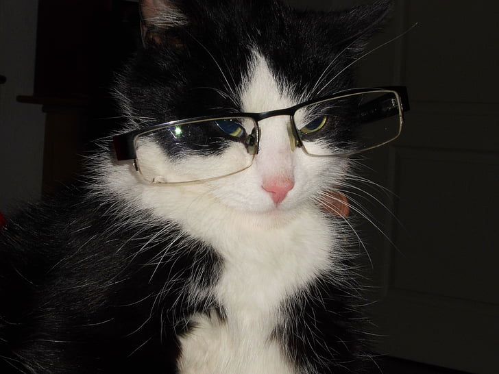 cat with glasses, cat, crafty cat