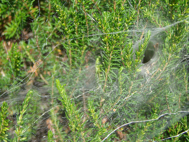 Spider, tunneli kujuline lõuend, saagiks jääb, agelenidae, Edela-Prantsusmaa, saagiks rümpade, okas-puu