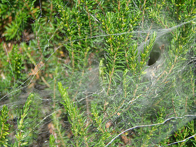 spider, tunnel-shaped canvas, prey remains, agelenidae, south west of france, prey carcasses, coniferous tree