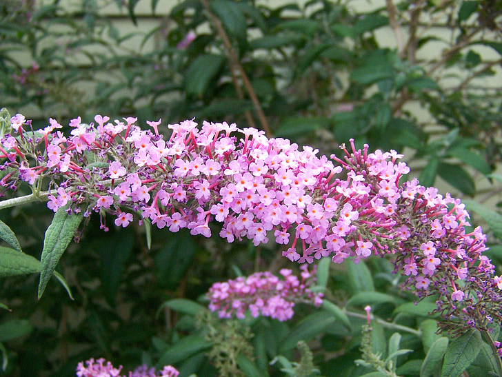 Butterfly bush, blomst, hage