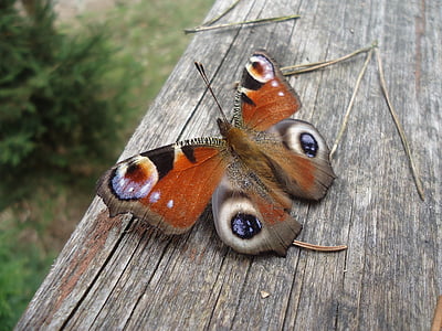 perhonen, Butterfly peacock, Admiral perhonen, lentävät hyönteiset, siivet, väritys