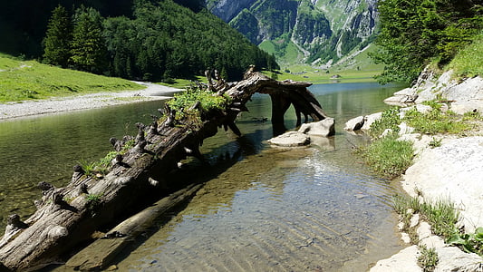 seealpsee, raíz, Suiza, Lago, naturaleza, Alpine, árbol