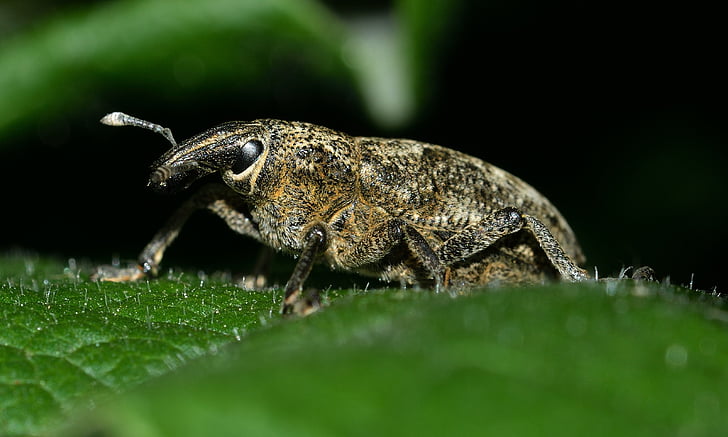 insects, beetles, weevil
