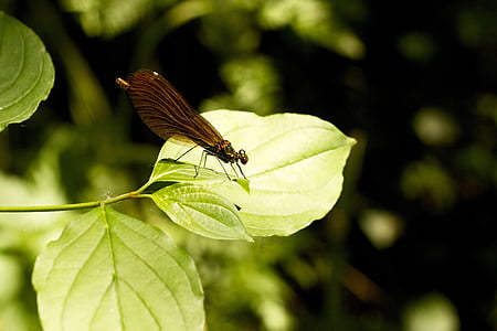 Dragonfly, insektov, živali, letenje, bug, prosto živeče živali, zelena