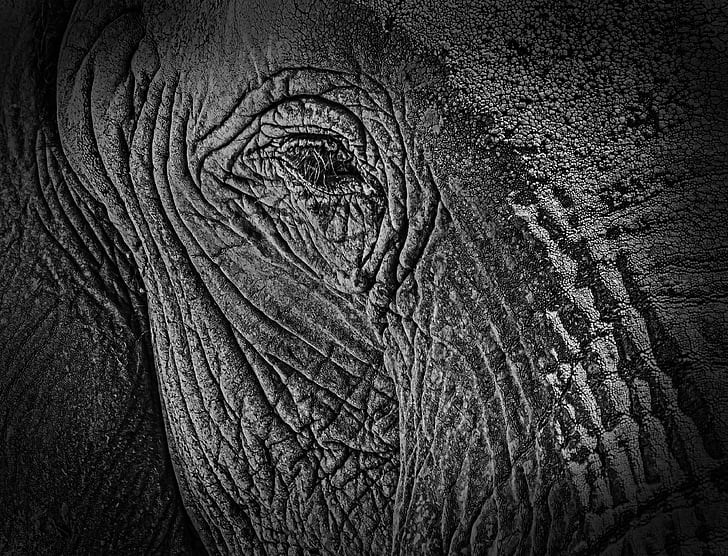 black, white, elephant, animals, wildlife, art, background