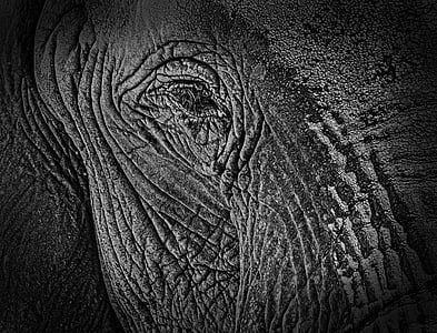 zwart, wit, olifant, dieren, dieren in het wild, kunst, achtergrond
