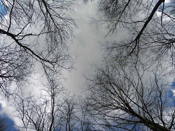 estética, nuvem de chuva, céu, cinza, trueb, natureza, árvore