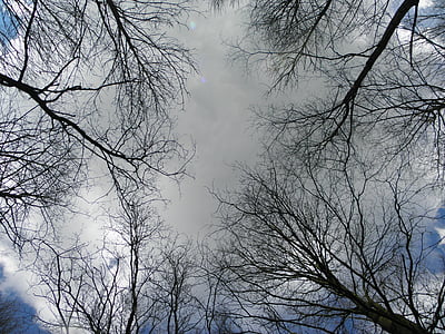 estetické, dažďový mrak, Sky, sivá, trueb, Príroda, strom