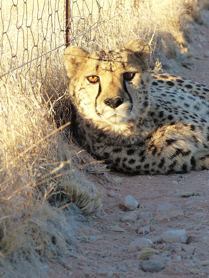 Cheetah, tämja, Namibia, Hammerstein lodge