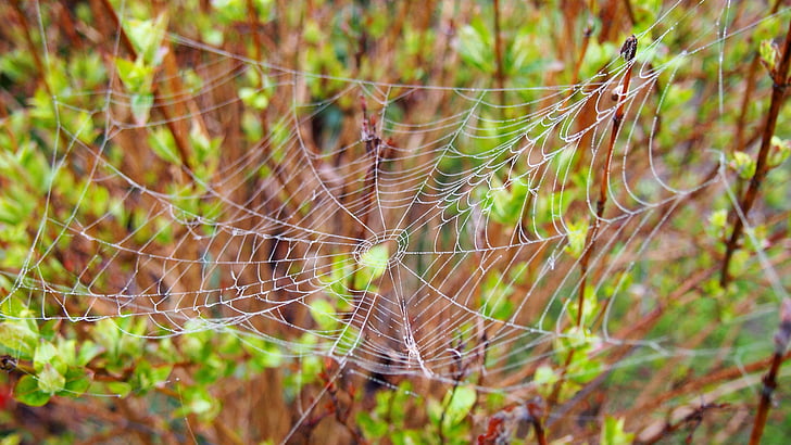cobweb, spider, nature, macro, arachnid, spider's web, morning