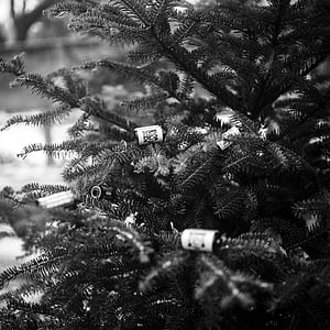 albero di pino, scatole metalliche della pellicola, albero, film, analogico, fotografia, fotocamera