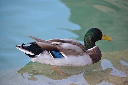 duck, animal, ave, nature, water, bird, mallard Duck