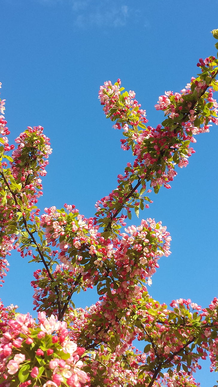 våren, rosa, treet, blomster, himmel, natur