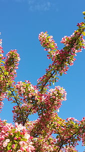 primavera, rosa, árbol, flores, Himmel, naturaleza