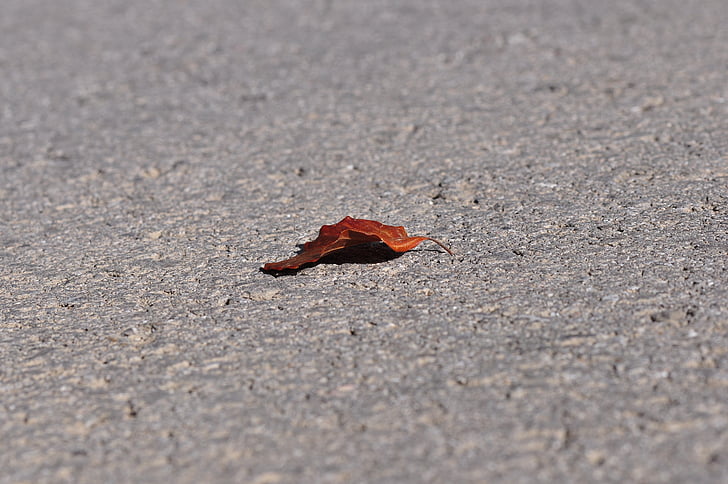Leaf, listy, asfalt, cestné