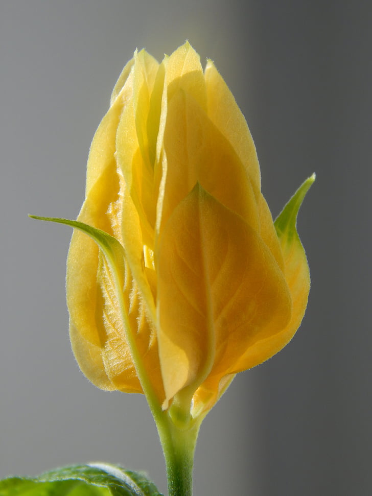 pahistahis, une fleur jaune, bourgeon, fleur, belle fleur, macro, fleurs