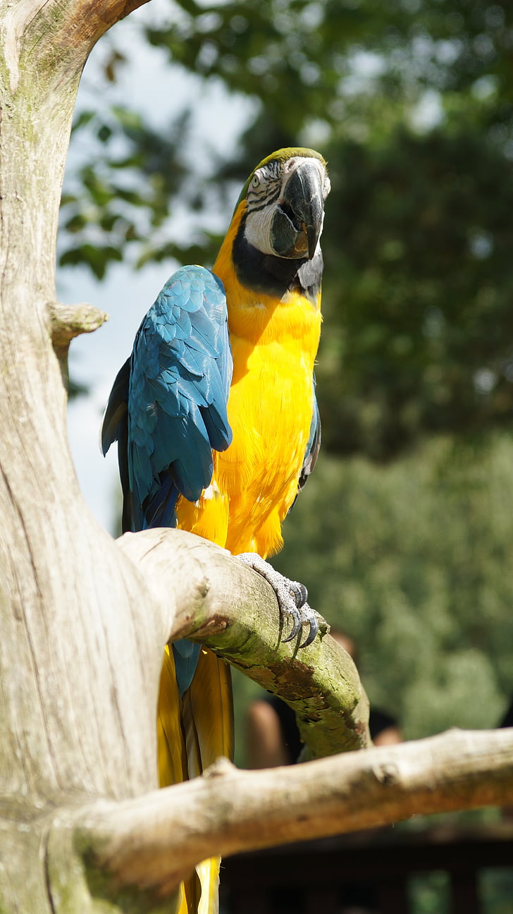 papegaai, Ara, vogel, kleurrijke, gele Ara, Kurpfalz-park, Home guard