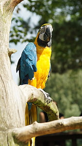 papagáj, Ara, vták, farebné, žltá macaw, Kurpfalz-park, domácej stráž