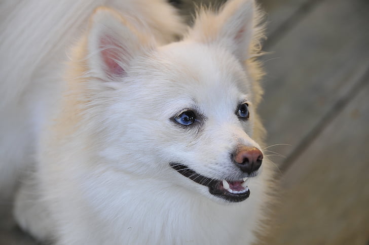 cane, Pomerania, bianco, animale domestico, Canino, animale, pelose