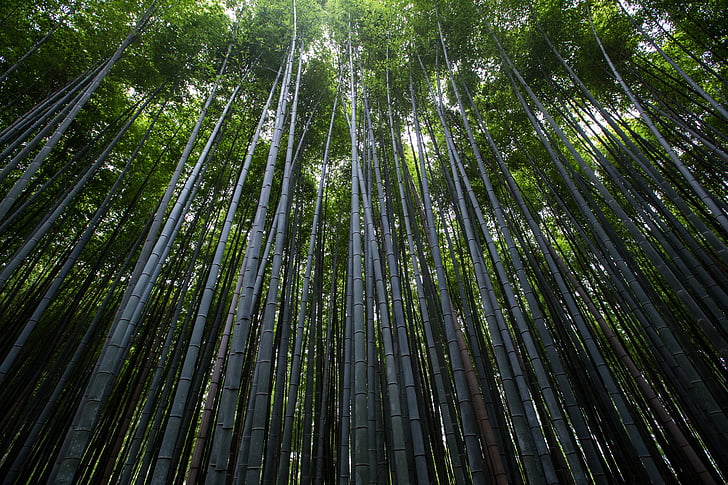 plantes, arbres, bambú, esvelta, prim, natura, verd