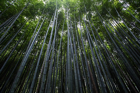 növények, fák, bambusz, karcsú, vékony, természet, zöld