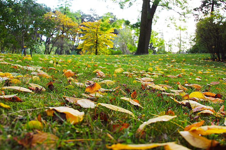 rudens, rudens lapas, skaists, Kopenhāgenas universitāte dārzi, dārza, Dāņu, Copenhagen