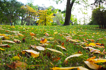 hösten, höstlöv, Vacker, Köpenhamns universitet trädgårdarna, trädgård, Danska, Köpenhamn